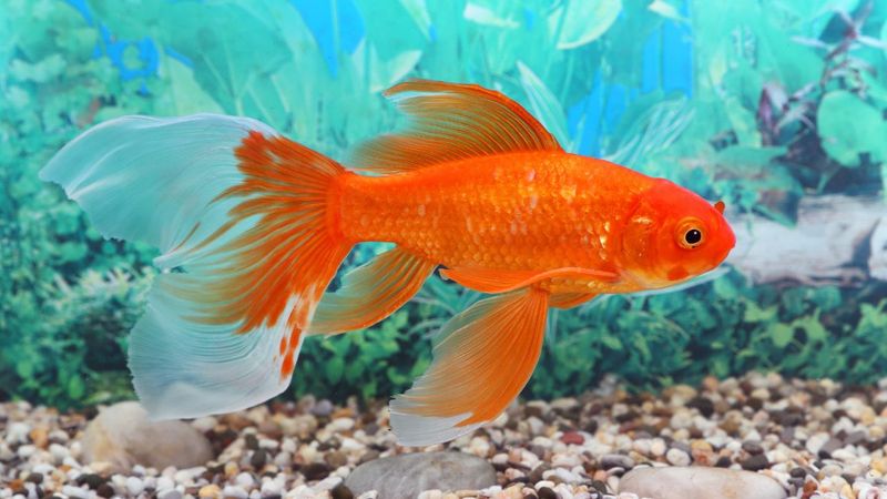 Goldfish Have a Three-Second Memory