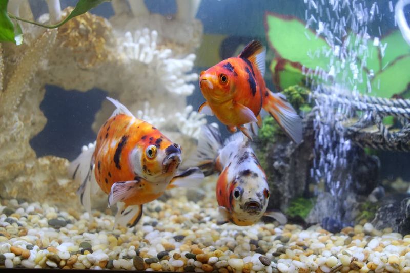 Goldfish grow to the size of their tank