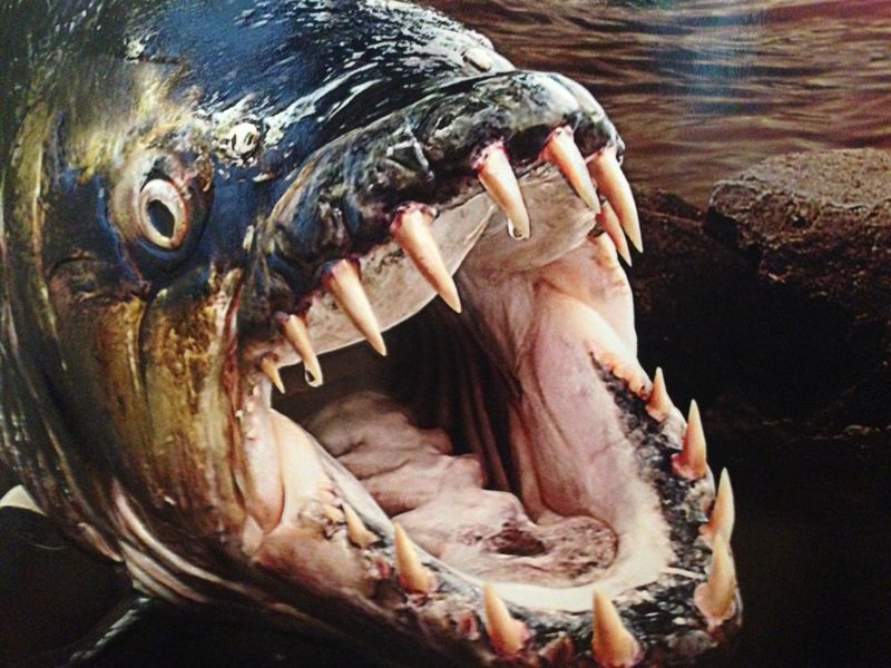 Goliath Tigerfish