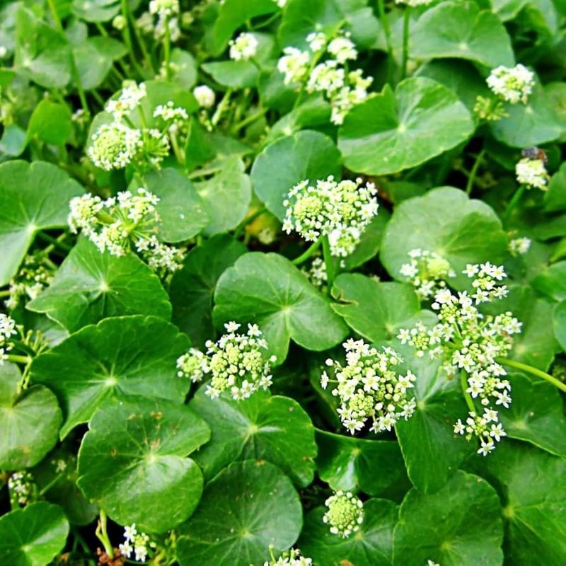 Gotu Kola