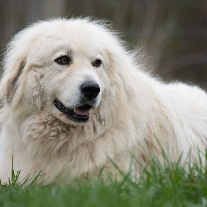 Great Pyrenees