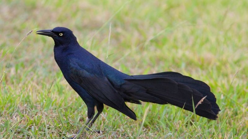 Great-Tailed Grackle