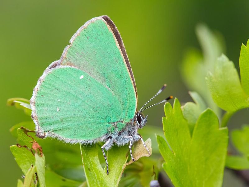 Green Hairstreak