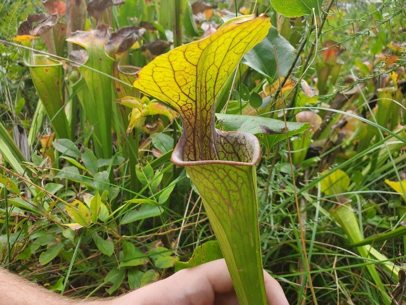 Green Pitcher Plant