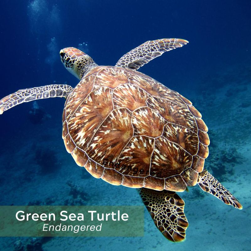 Green Sea Turtle