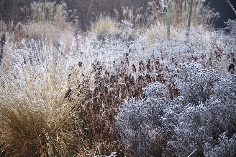 Grow Winter-Friendly Grasses