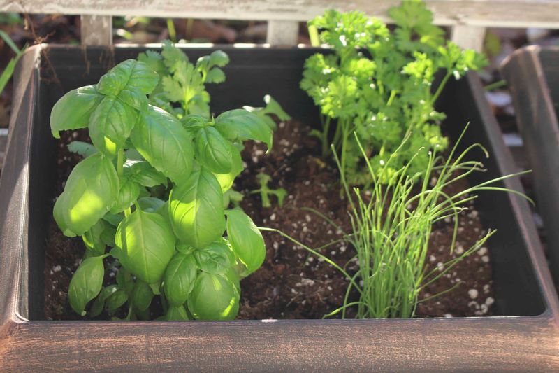 Grow Your Own Herbs