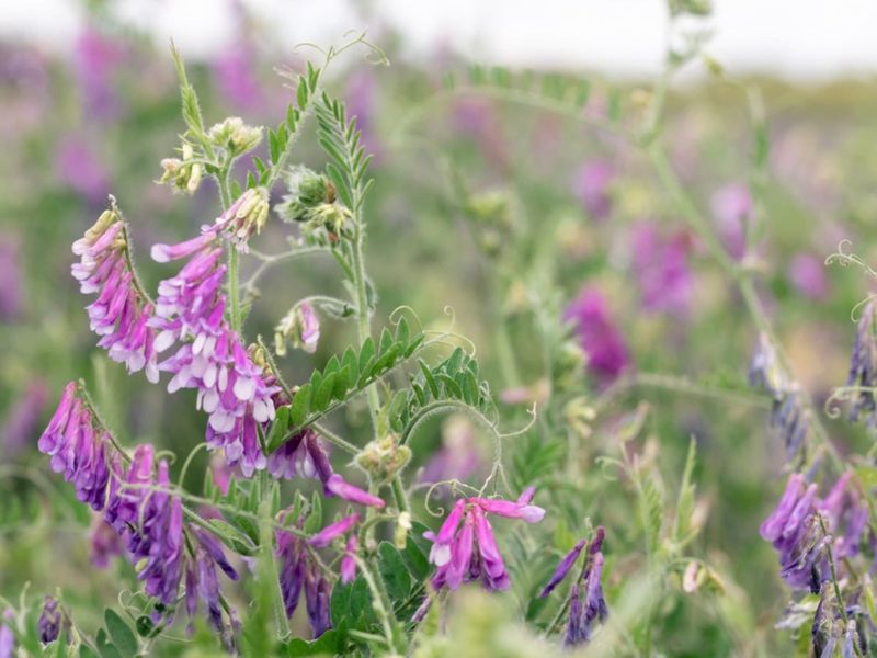 Hairy Vetch