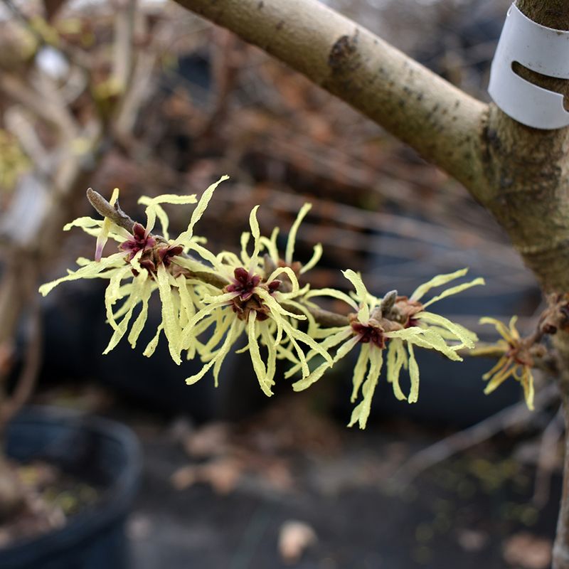 Hamamelis mollis 'Pallida'