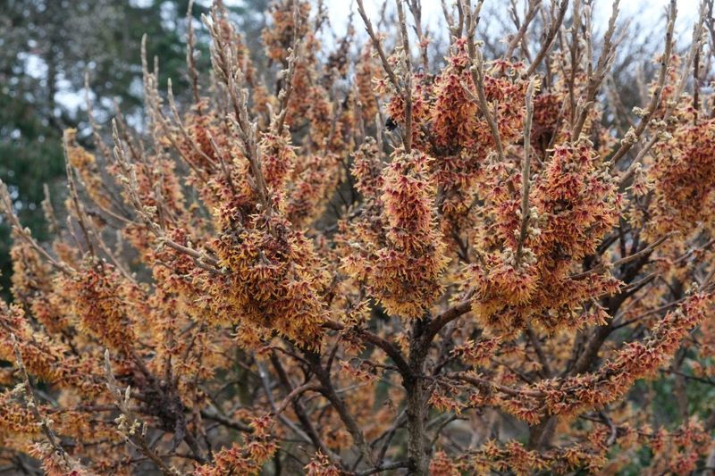 Hamamelis vernalis 'Quasimodo'