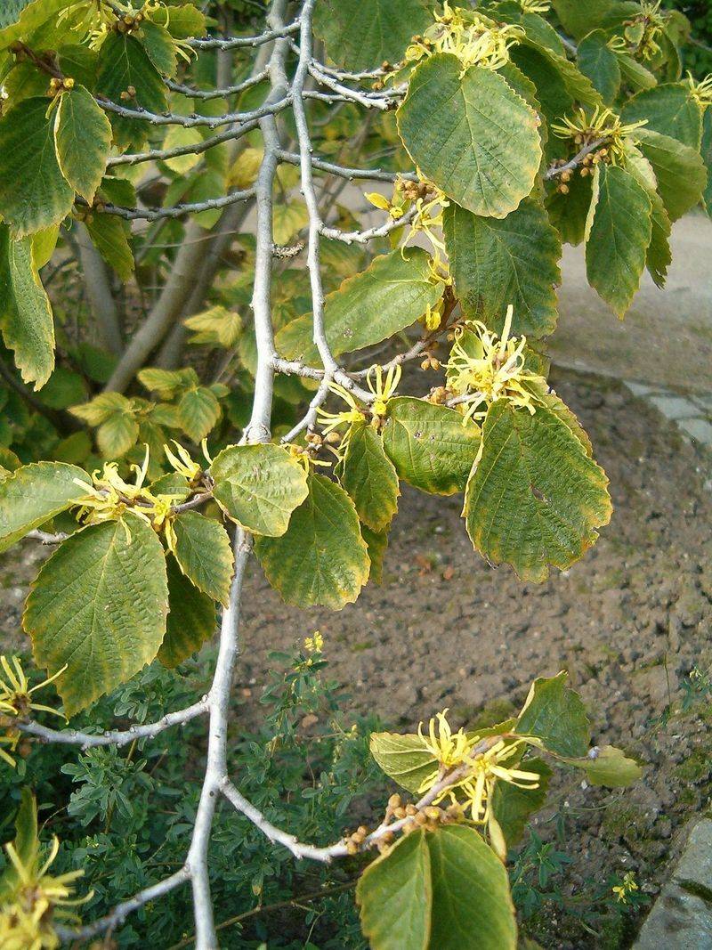 Hamamelis virginiana