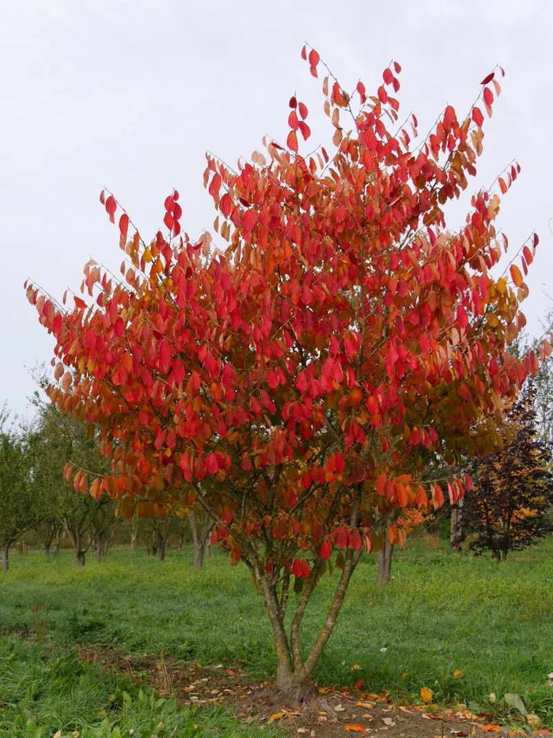 Hamamelis x intermedia 'Arnold Promise'