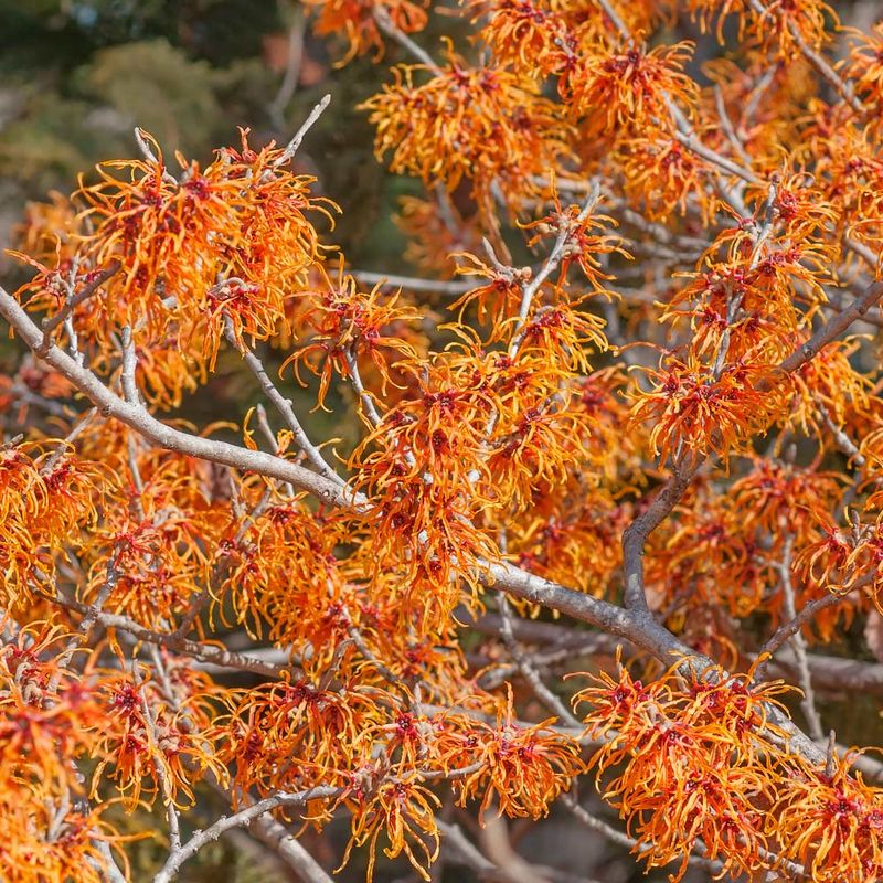 Hamamelis x intermedia 'Jelena'