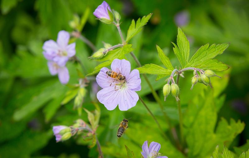 Hardy Geranium