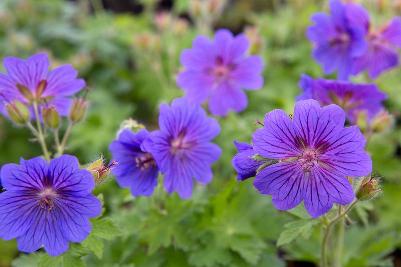 Hardy Geranium