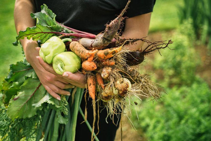 Harvest at the Right Time