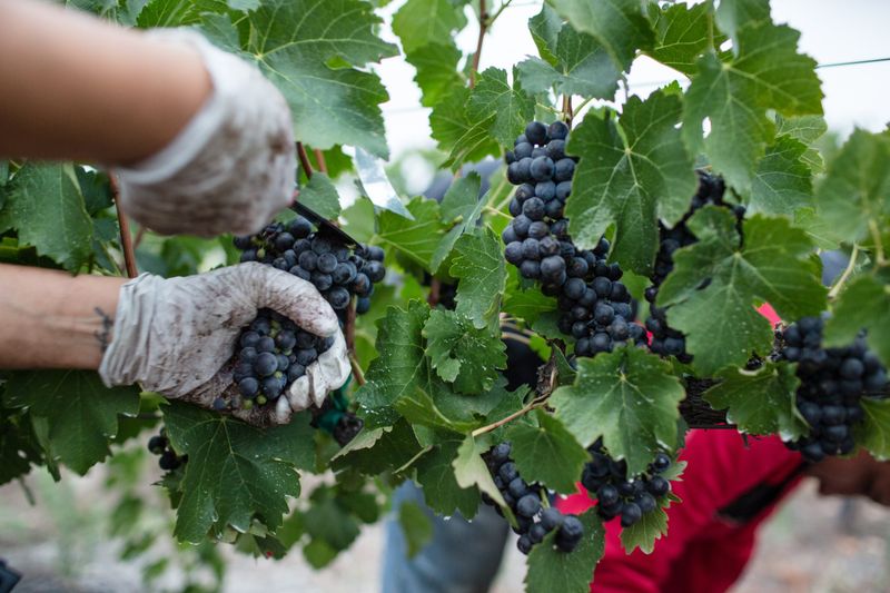 Harvesting Your Grapes