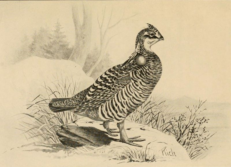 Heath Hen