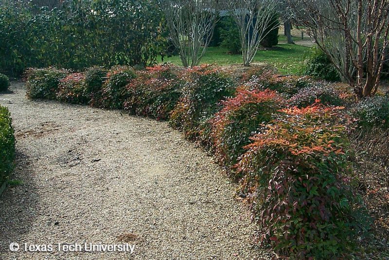 Heavenly Bamboo (Nandina)