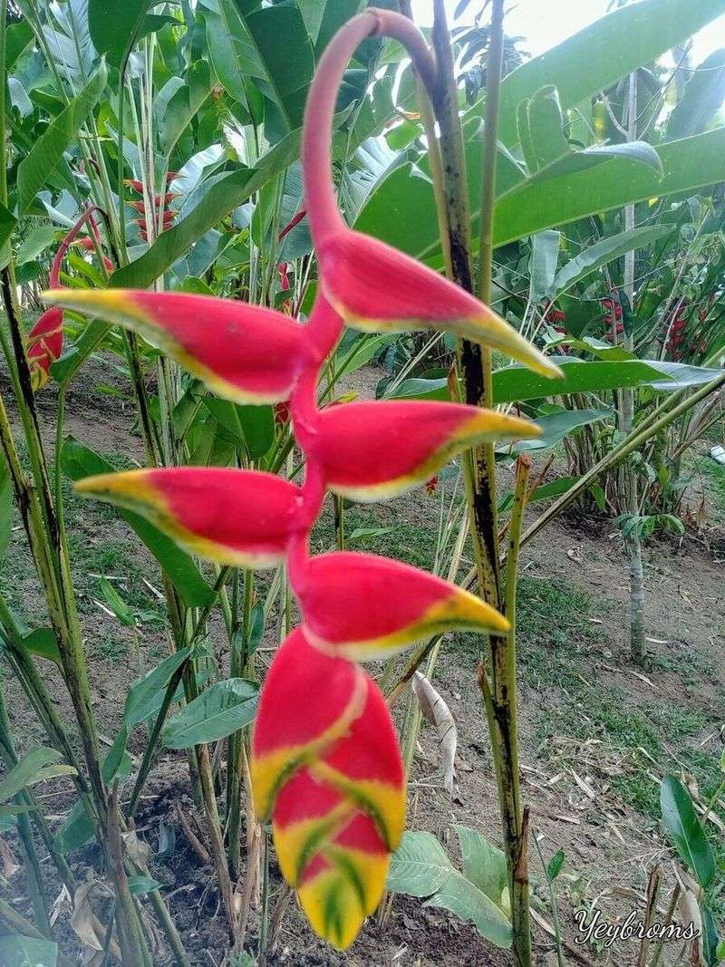 Heliconia rostrata