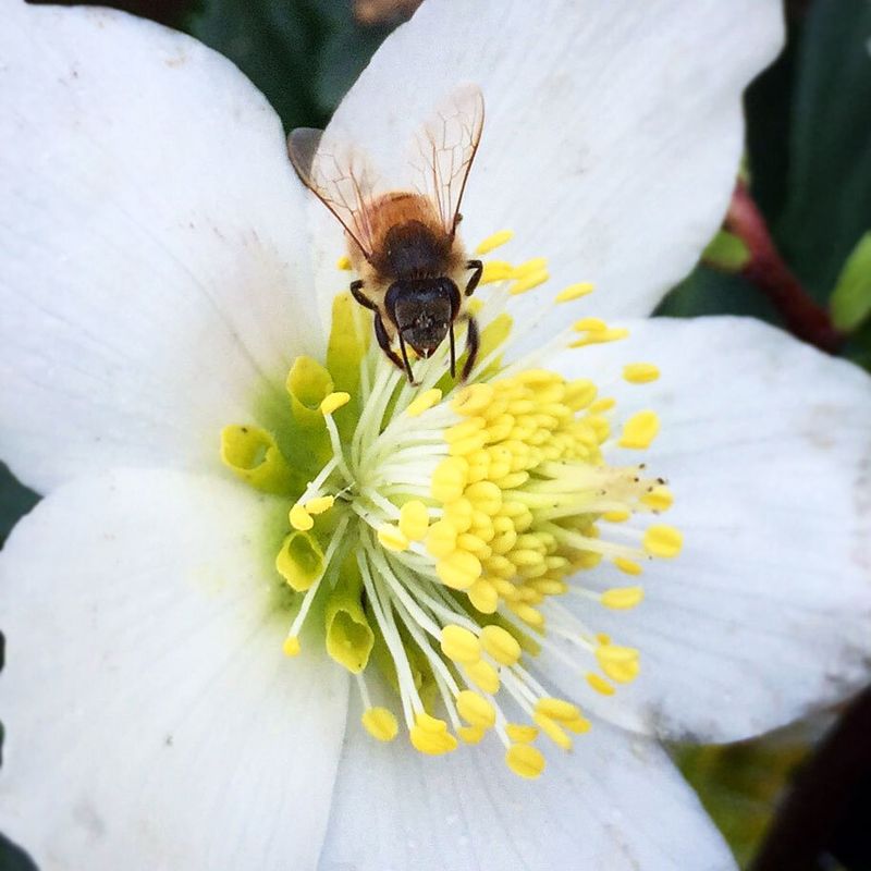 Hellebore