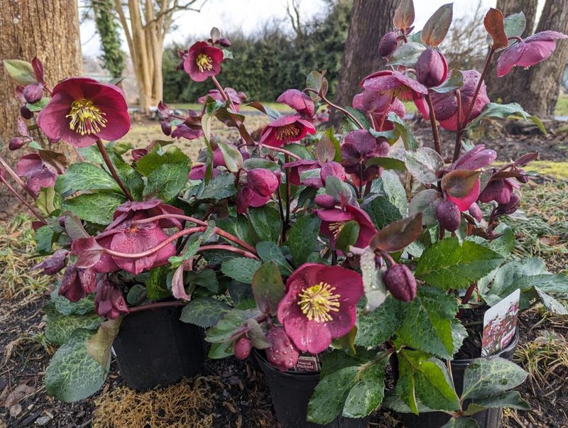 Hellebore