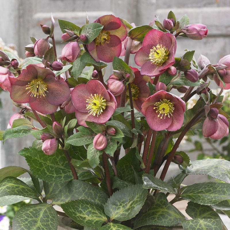 Hellebore