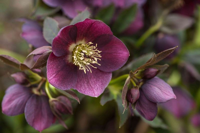 Hellebore