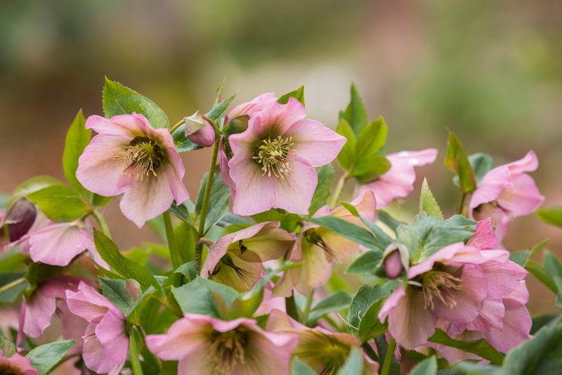 Hellebore