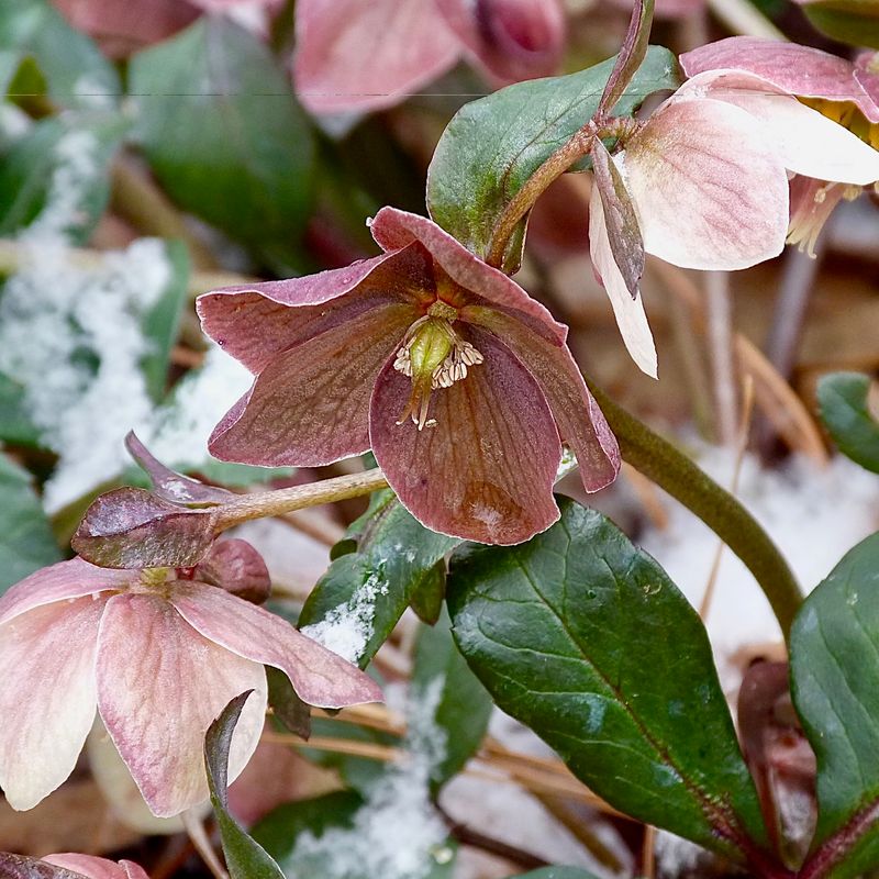 Hellebores