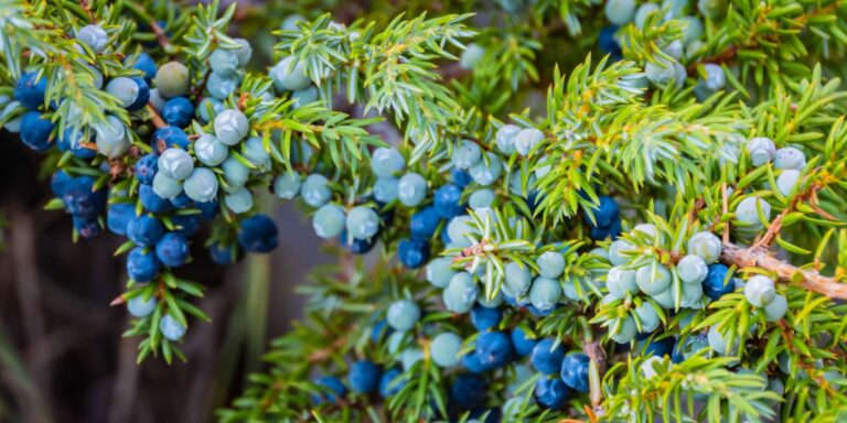 Here Are the Plants to Camouflage and Provide Habitat for Winter Critters