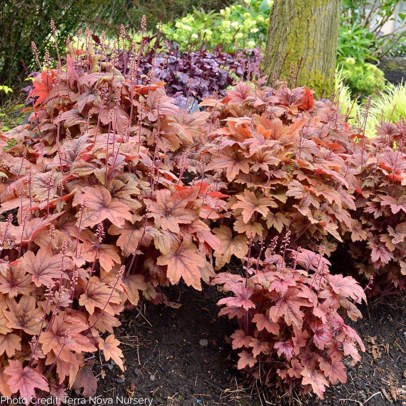 Heuchera