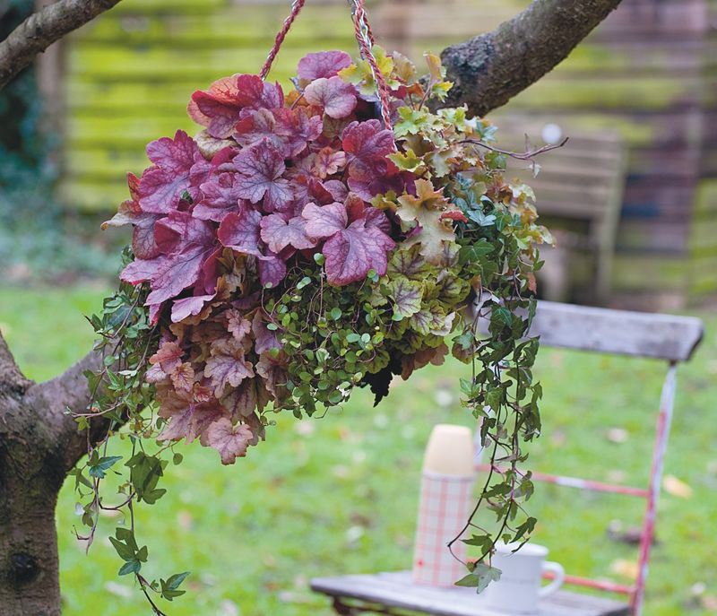 Heuchera