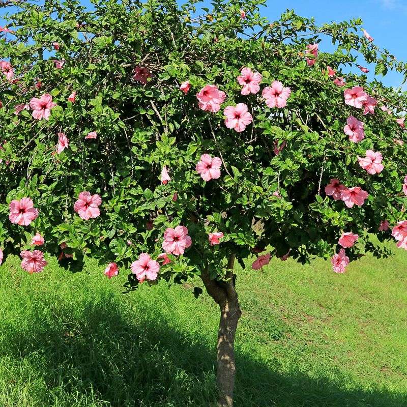 Hibiscus