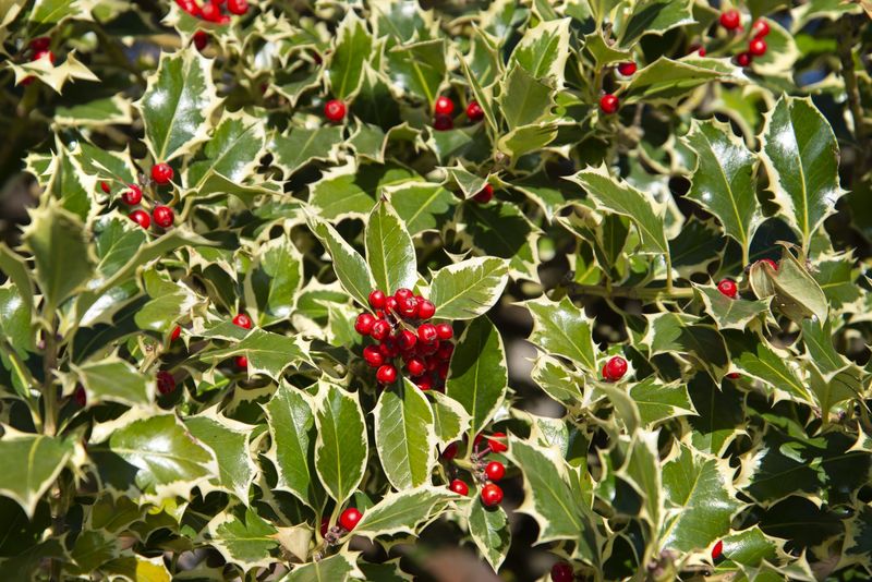 Holly Bushes