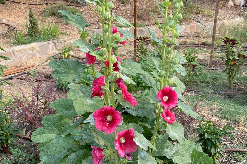 Hollyhock