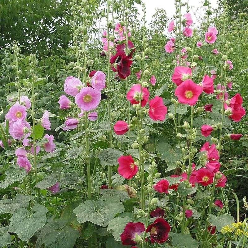 Hollyhock (Alcea)