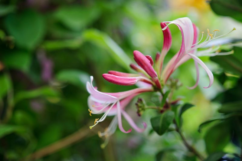 Honeysuckle