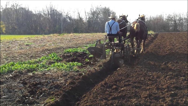 Horse-Drawn Plow