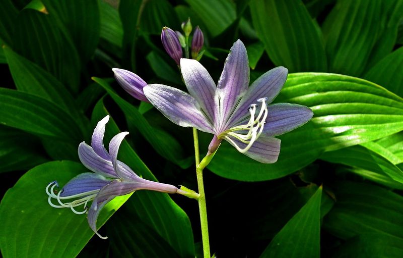 Hosta