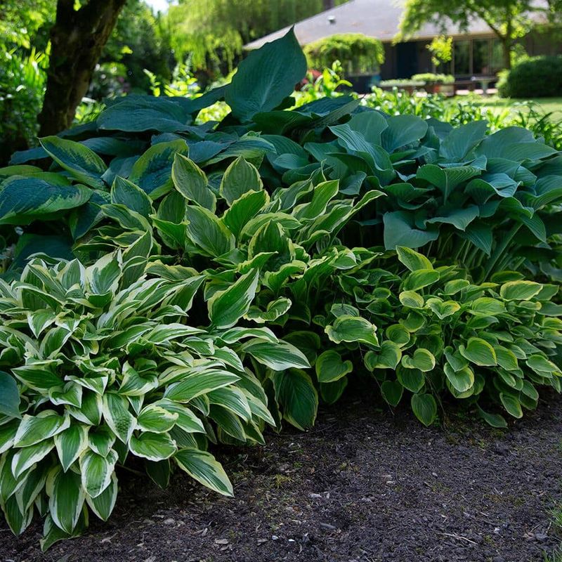 Hostas