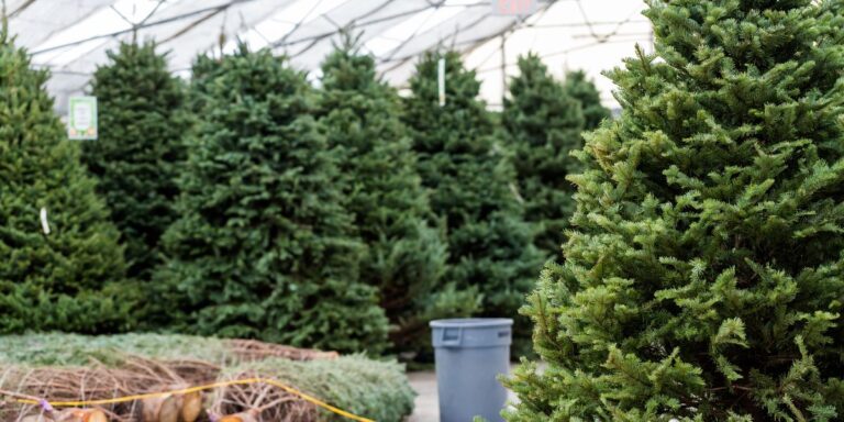 How To Make Your Real Christmas Tree Last Longer