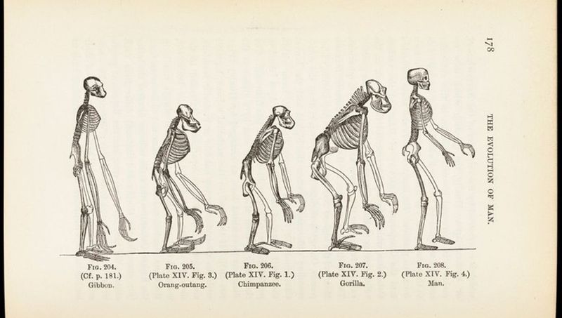 Humans evolved from monkeys