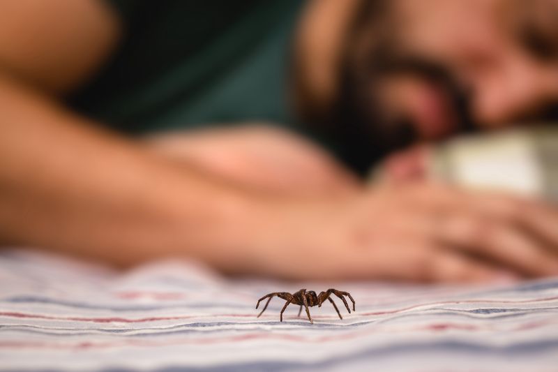 Humans swallow spiders during sleep