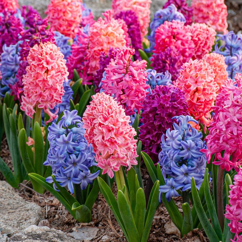 Hyacinth