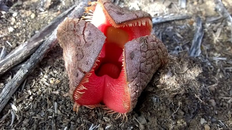 Hydnora africana