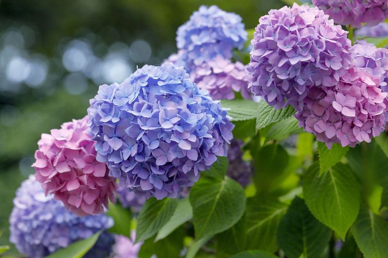 Hydrangea