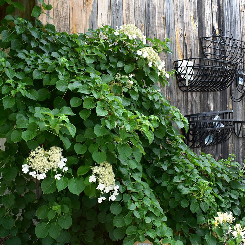 Hydrangea Petiolaris