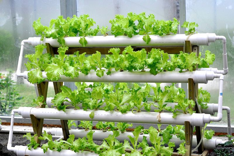 Hydroponic Systems