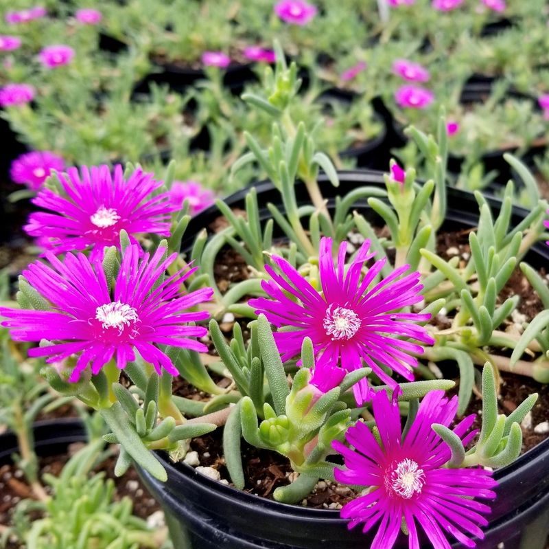 Ice Plant (Delosperma Cooperi)